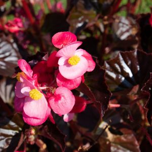 Begonia interspecific Stonehedge Rose Bronze Leaf
