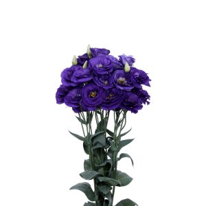 Lisianthus (Eustoma) grandiflorum Excalibur 2 Blue
