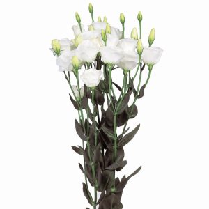 Lisianthus (Eustoma) grandiflorum Excalibur 2 Pure White