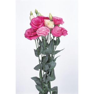 Lisianthus (Eustoma) grandiflorum Excalibur 2 Rose Pink