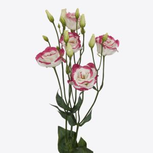 Lisianthus (Eustoma) grandiflorum Excalibur 3 Hot Lips