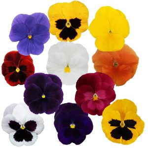 Viola wittrockiana Premier Spring Mix