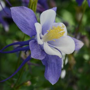 Aquilegia hybrida Earlybird Blue White
