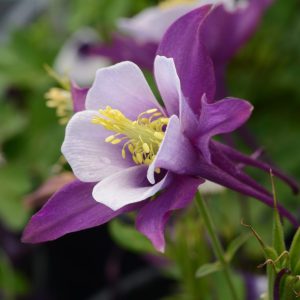 Aquilegia hybrida Earlybird Purple White