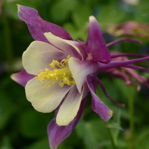 Aquilegia hybrida Earlybird Purple Yellow