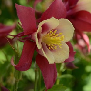 Aquilegia hybrida Earlybird Red Yellow