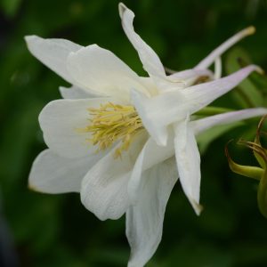 Aquilegia hybrida Earlybird White