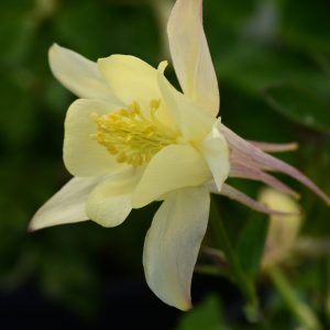 Aquilegia hybrida Earlybird Yellow