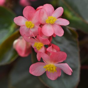 Begonia interspecific Dragon Wing Pink Bronze Leaf