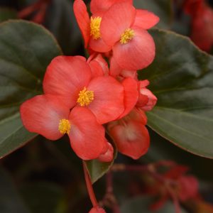 Begonia interspecific Dragon Wing Red Bronze Leaf
