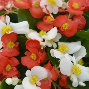Begonia interspecific Hula Red & White Mix