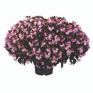 Begonia interspecific Stonehedge Light Pink Bronze Leaf