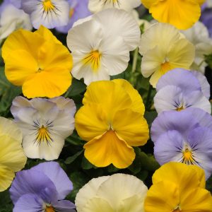 Viola wittrockiana Cool Wave Pastel Mix