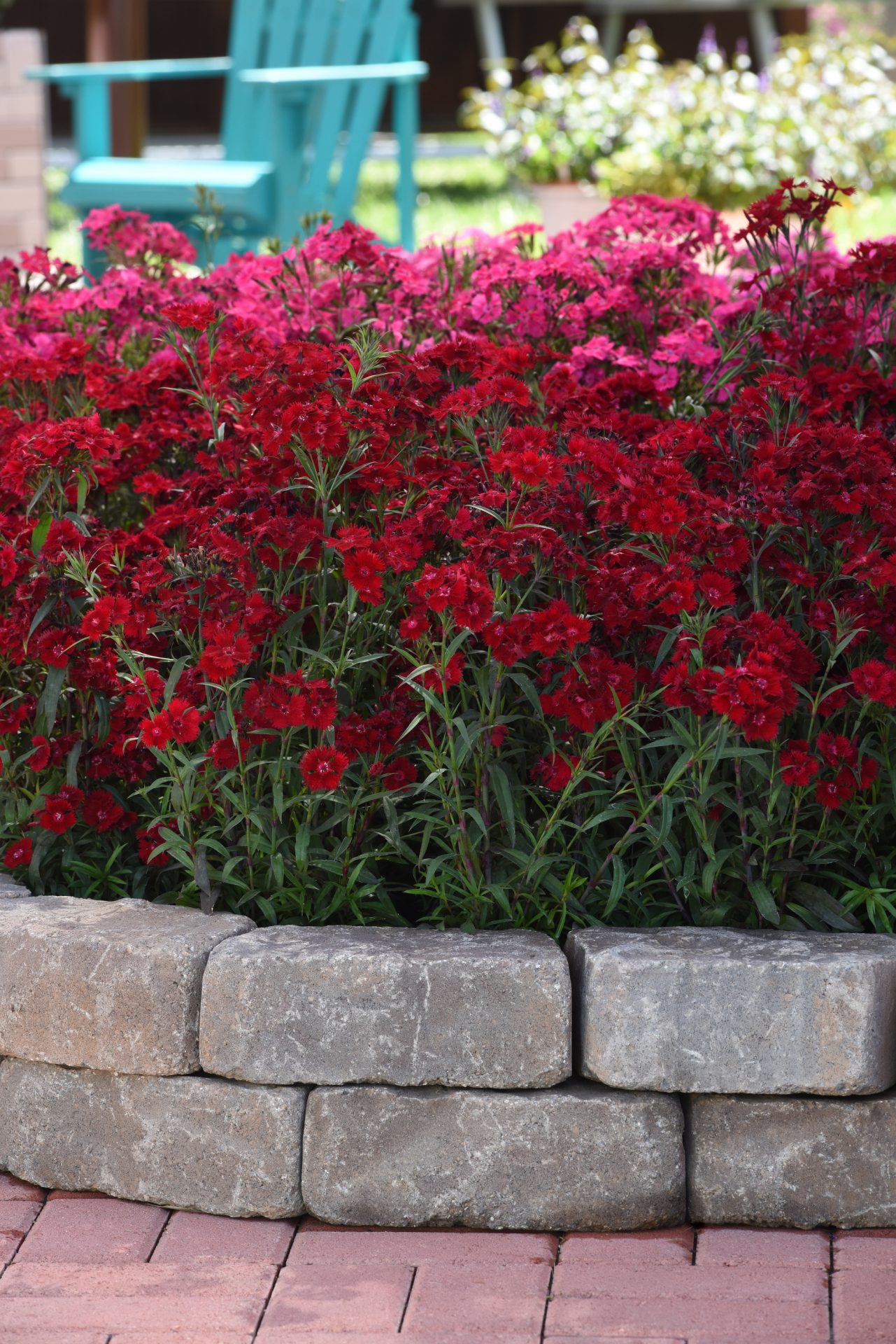 Dianthus interspefific Rockin Red – Obrázok 3