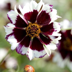 Coreopsis hybrida Incredible! Swirl