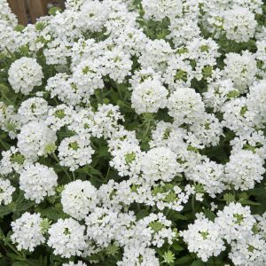 Verbena hybrida Scentsation White