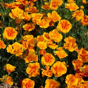 Eschscholzia californica Lady Marmalade