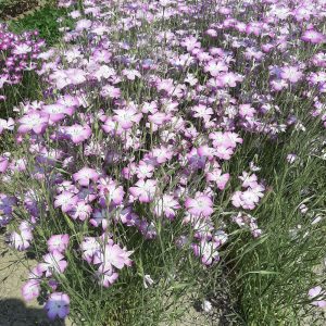 Agrostemma gracilis Queen Rose