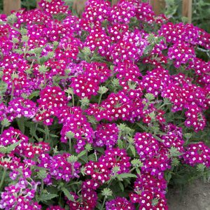 Verbena hybrida Scentsation Red