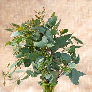 Eucalyptus Melanophloia Silver-Leafed Ironbark