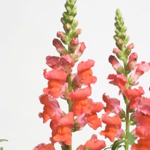 Antirrhinum majus nanum Speedy Sonnet Bronze