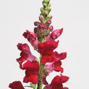 Antirrhinum majus nanum Speedy Sonnet Crimson