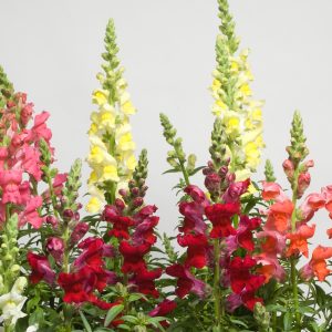 Antirrhinum majus nanum Speedy Sonnet Mix
