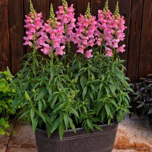 Antirrhinum majus nanum Speedy Sonnet Pink