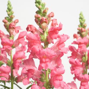 Antirrhinum majus nanum Speedy Sonnet Rose