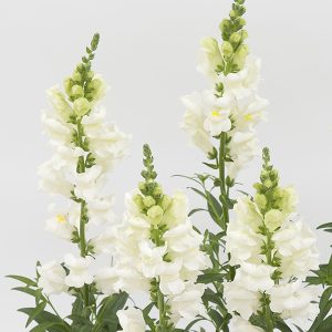 Antirrhinum majus nanum Speedy Sonnet White