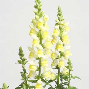Antirrhinum majus nanum Speedy Sonnet Yellow