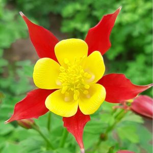 Aquilegia x-cultorum Lighthouse