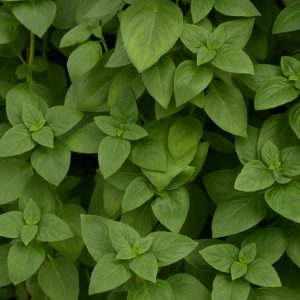 Basil Everleaf Lemon
