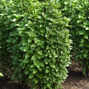 Basil Everleaf Thai Towers