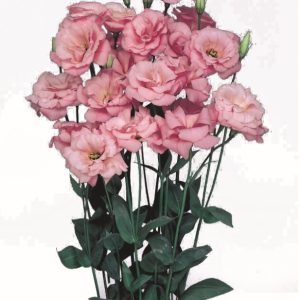 Lisianthus (Eustoma) grandiflorum Echo 1 Pink