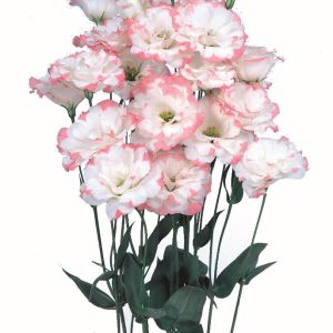 Lisianthus (Eustoma) grandiflorum Echo 1 Pink Picotee