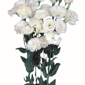 Lisianthus (Eustoma) grandiflorum Echo 1 Pure White