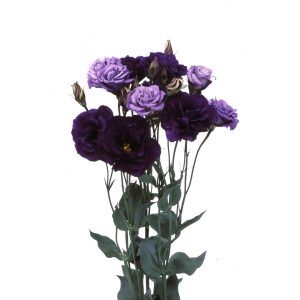 Lisianthus (Eustoma) grandiflorum Echo 1 Purple