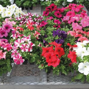 Petunia hybrida Success! 360 Maxi Mix