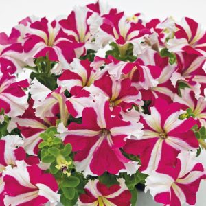 Petunia hybrida Success! 360 Rose Star