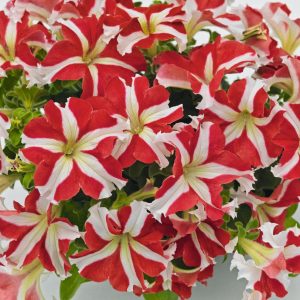 Petunia hybrida Success! 360 Red Star