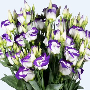 Lisianthus (Eustoma) grandiflorum Piccolo 2 Blue Picotee