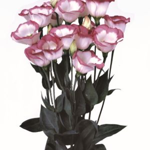 Lisianthus (Eustoma) grandiflorum Piccolo 2 Hot Lips