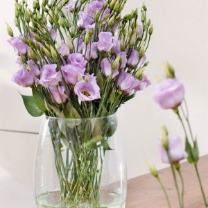 Lisianthus (Eustoma) grandiflorum Piccolo 2 Lavender