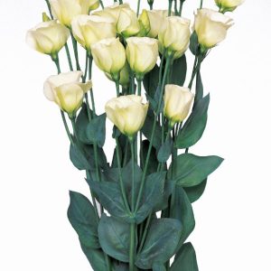 Lisianthus (Eustoma) grandiflorum Piccolo 2 Lime Green
