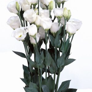 Lisianthus (Eustoma) grandiflorum Piccolo 2 Pure White