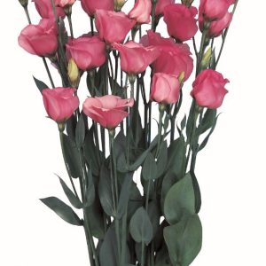 Lisianthus (Eustoma) grandiflorum Piccolo 2 Rose Pink