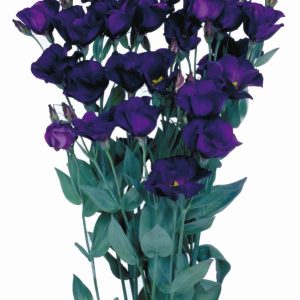 Lisianthus (Eustoma) grandiflorum Piccolo 2 Violet
