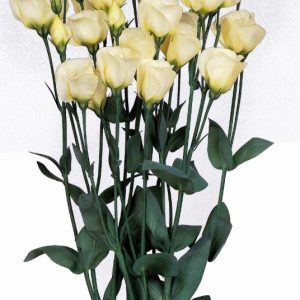 Lisianthus (Eustoma) grandiflorum Piccolo 2 Yellow