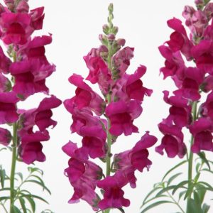 Antirrhinum majus nanum Speedy Sonnet Purple
